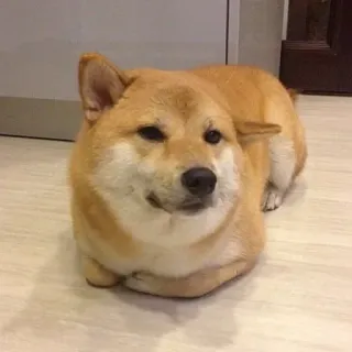 🏷 bb048420 hond, shiba inu, dier, huisdier, schattig telegram sticker