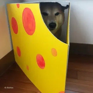 🏷 c57fc872 IG Bailtza hond, huisdier, dier, kaas, doos, shiba inu telegram sticker