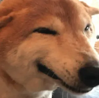 🏷 c9ebab68 hond, shiba inu, dier, huisdier, glimlach, schattig telegram sticker
