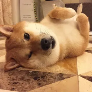 🏷 cfb200cc hond, shiba inu, schattig, dier, huisdier, puppy, liggend telegram sticker