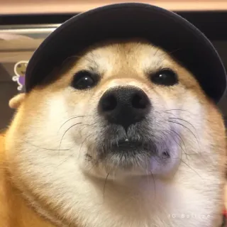 🏷 d5facfef hond, shiba inu, dier, schattig, huisdier, hoed telegram sticker