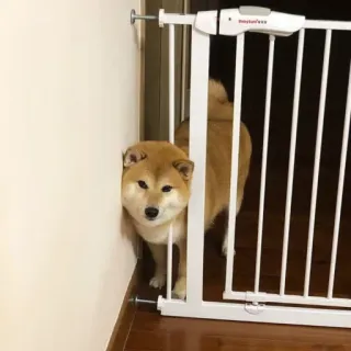 🏷 d824bf5c hond, shiba inu, huisdier, dier, poort, lief, huisdier telegram sticker