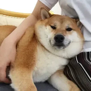 🏷 db35e22e hond, shiba inu, huisdier, dier, schattig, huisdier telegram sticker