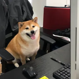 🏷 e60b3ebb hond, shiba inu, dier, huisdier, kantoor, computer, bureau, vrolijk telegram sticker