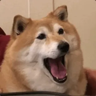 🏷 e80e8b46 hond, shiba inu, huisdier, dier, gapen, enthousiast telegram sticker