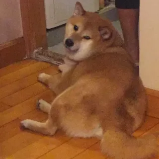 🏷 ebd89c68 hond, shiba inu, dier, huisdier, liggend, huisdier telegram sticker