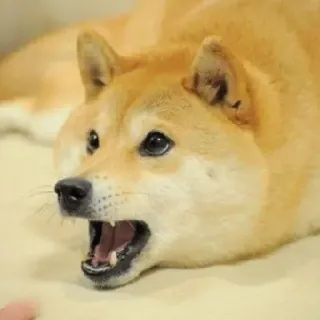 🏷 ec0d8435 shiba inu, hond, huisdier, dier, schattig, meme telegram sticker