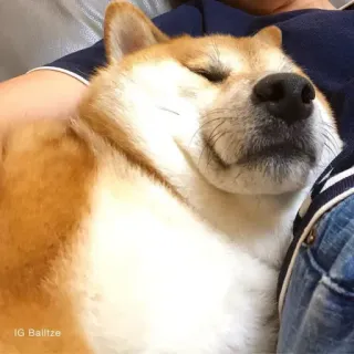 🏷 f02e9930 IG Balltze hond, shiba inu, huisdier, lief, slapen, dier telegram sticker