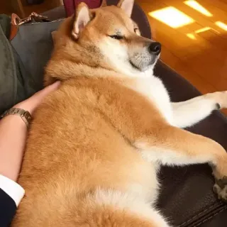 🏷 f57abfb4 hond, shiba inu, huisdier, dier, liggend, ontspannen, huisdier, hondachtige telegram sticker
