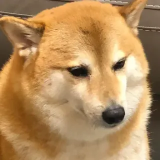 🏷 f58e8fa3 hond, shiba inu, meme, dier, huisdier, grappig, portret, schattig telegram sticker