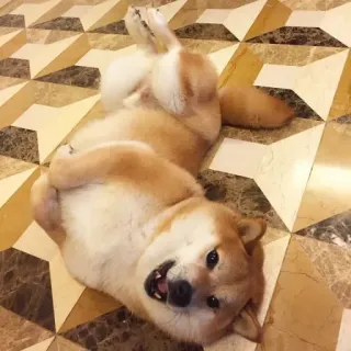 🏷 f8ce5cbe hond, shiba inu, dier, schattig, huisdier, liggend, grappig telegram sticker