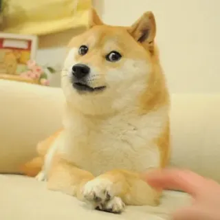 🏷 fa28148f doge, hond, meme, huisdier, dier, schattig, shiba inu telegram sticker