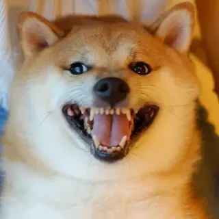 🏷 fde4db70 hond, shiba inu, meme, boos, grappig, dier, huisdier telegram sticker