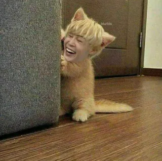 😺 faaa2668 gato, gatinho, engraçado, meme, rosto humano, animal, animal de estimação, fofo telegram sticker