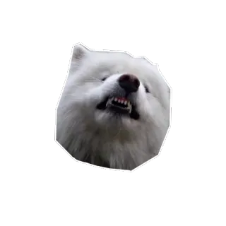 😡 822c3476 cão, bravo, samoieda, animal, animal de estimação, branco telegram sticker