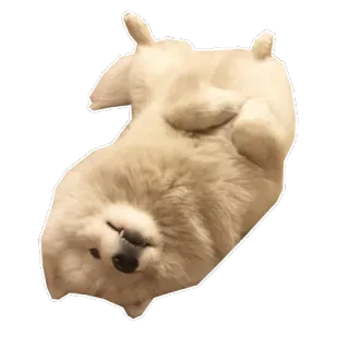 😇 e85ddec9 cachorro, fofo, animal, animal de estimação, sonolento, branco telegram sticker