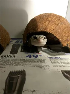 😒 1e96f4a2 Gecko, Haustier, Echse, Tier, Reptil, Kokosnuss whatsapp sticker