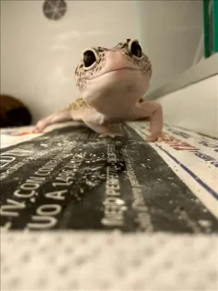 😍 2101b9a4 CON CONCHILIUO PER LA 1400 Leopardgecko, Reptil, Haustier, Eidechse, Tier whatsapp sticker