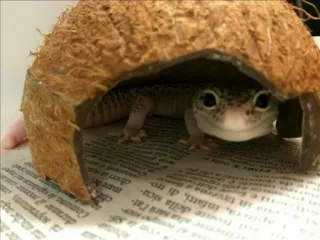 Spark telegram stickers