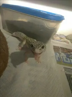 Spark whatsapp stickers