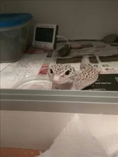 😐 d270d7af Leopardgecko, Gecko, Reptil, Haustier, Tier whatsapp sticker