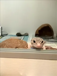 🤔 ed05ee3f Leopardgecko, Gecko, Reptil, Haustier, Tier, Echse whatsapp sticker