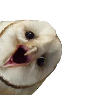 😱 55312c49 burung hantu, serak, burung, hewan, berteriak whatsapp sticker