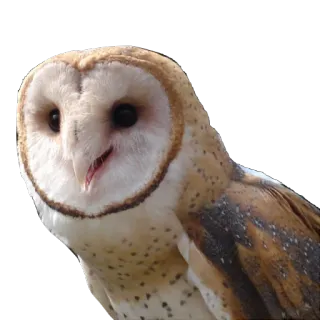 😃 57d7ed6b burung hantu, burung, serak jawa, satwa liar, hewan whatsapp sticker