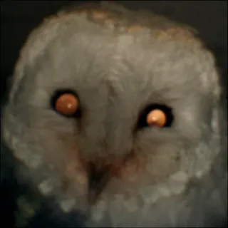 😝 dbfef40d burung hantu, burung, hewan, alam, satwa liar whatsapp sticker