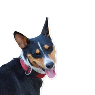😝 1371c13a cão, animal, animal de estimação, retrato telegram sticker