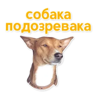 😑 40ae3f6d собака подозревака cachorro, suspeito, animal, meme telegram sticker