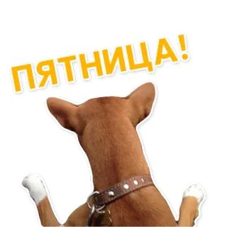 😜 48cee61d ПЯТНИЦА! cachorro, sexta-feira, celebração, fim de semana, russo, texto, adesivo telegram sticker