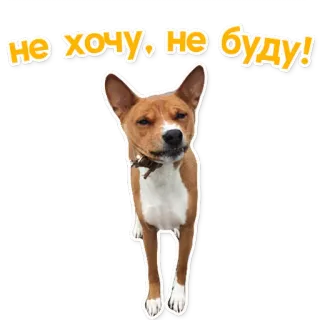 😣 8fadb376 не хочу, не буду! cachorro, basenji, adesivo, russo, texto, animal telegram sticker