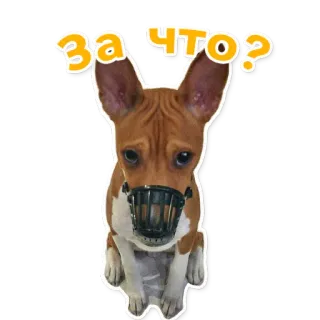 🙄 9fb8ce79 За что? cachorro, focinheira, triste, pergunta, adesivo, animal, animal de estimação telegram sticker