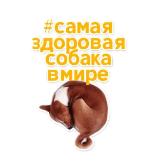 😷 aa3c7915 #САМАЯ
ЗДОРОВАЯ
СОБАКА
ВМИРЕ cão, animal de estimação, animal, saudável telegram sticker