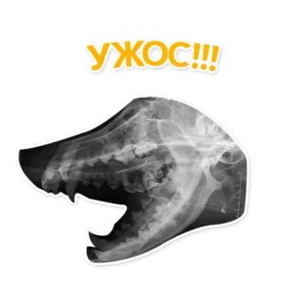 😱 c4ff012e УЖОС!!! Raio-X, Crânio, Animal, Terror, Assustador, Texto russo telegram sticker