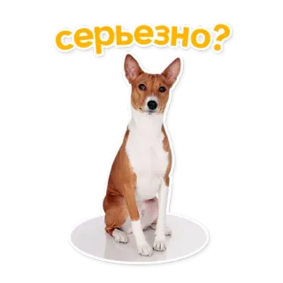 🤔 cd1b094b серьезно? cachorro, basenji, sério, pergunta, adesivo telegram sticker