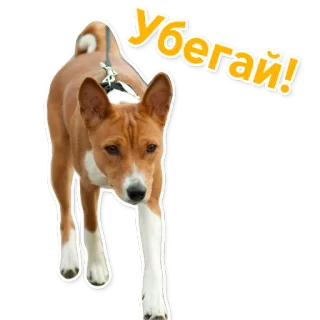 🏃 ffd26e7b Убегай! cachorro, basenji, correndo, texto, russo telegram sticker