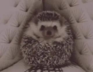 🌟 08520fd1 erizo, animal, lindo, mascota, mamífero, púas telegram sticker