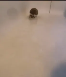 🌟 16153652 telegram sticker