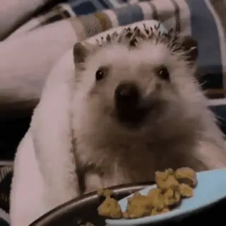 🌟 6729068f erizo, animal, lindo, mascota, comida telegram sticker