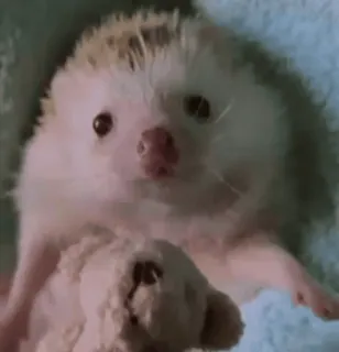 🌟 94bf14a2 erizo, animal, mono, oso de peluche, mascota, mamífero telegram sticker