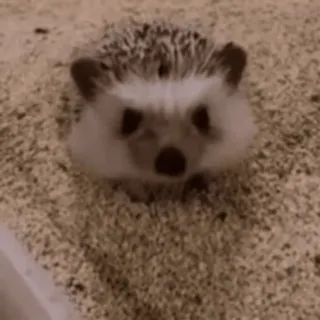 🌟 dd06da88 erizo, animal, lindo, mascota, pequeño telegram sticker