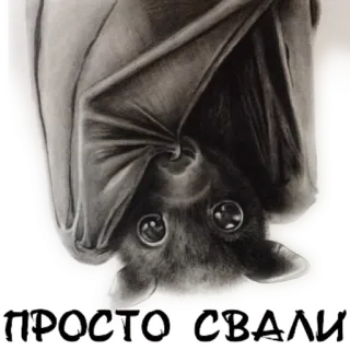 🙃 dc881d3f ПРОСТО СВАЛИ bat, animal, flying mammal, halloween, cute, sticker telegram sticker