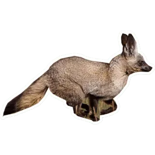 🦊 22391848 Tier, Fuchs, Löffelhund, Säugetier, Wildtier, Natur, Fleischfresser telegram sticker