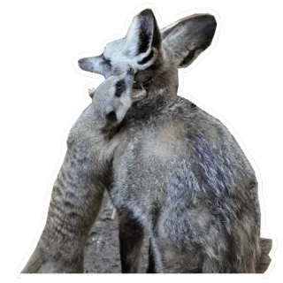 🤜 22946a95 Känguru, Tier, Säugetier, Wildtier, Beuteltier, niedlich, Joey telegram sticker