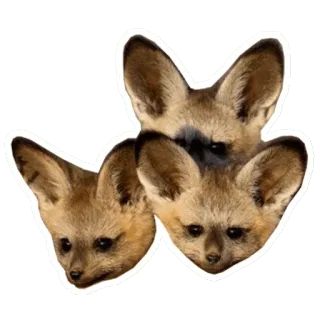 👨 261ddee7 Wüstenfuchs, Tier, Wildtier, Fuchs, süß, Wüstenfuchs telegram sticker