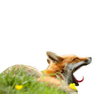 🦊 45594bfd Fuchs, Tier, Wildtier, Gähnen, Rotfuchs, Natur telegram sticker