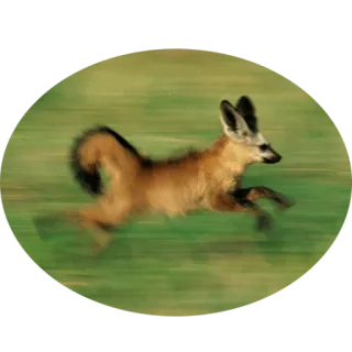 🦊 4844d2c2 tier, fuchs, rennen, wildtiere, säugetier, natur telegram sticker