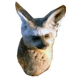🦊 8034ba8b Tier, Wüstenfuchs, Fuchs, Wildtier, Säugetier, Ohren, süß telegram sticker
